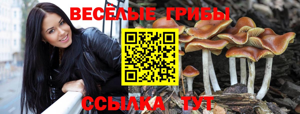 Псилоцибиновые грибы прущие грибы  Галлюциногенные грибы прущие грибы  Удомля  Вход с VPN 
